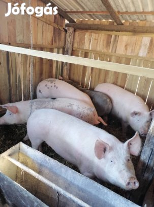 Hízó eladó! 