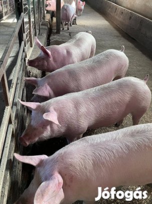 Hízó eladó!!
