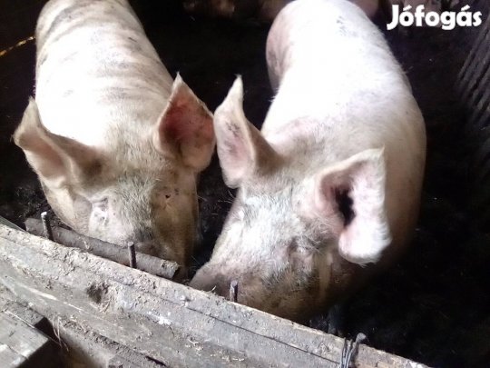 Hízó eladó!!!