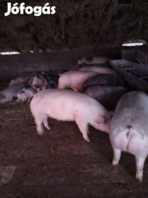 Hízó eladó! !