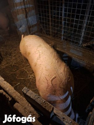 Hízó eladó!!!!!