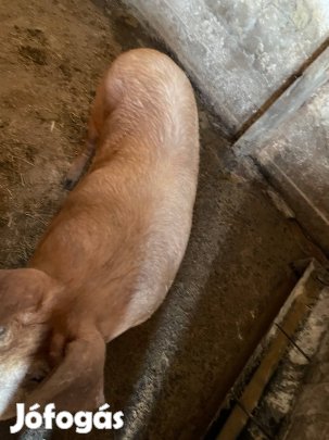 Hízó eladó , kukoricán Tritikálén nevelkedett