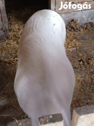 Hízó eladó kb 160 kg