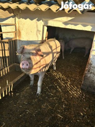 Hizó eladó kettő darab kb egy mázsa