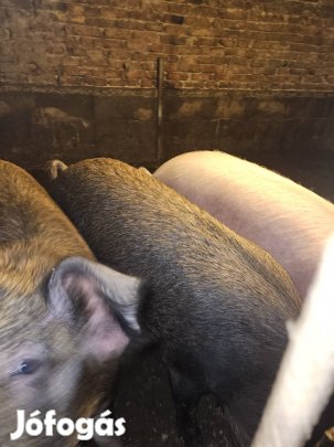 Hizó eladó más hejre költözne