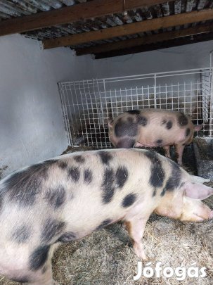 Hízó eladó miskolcon