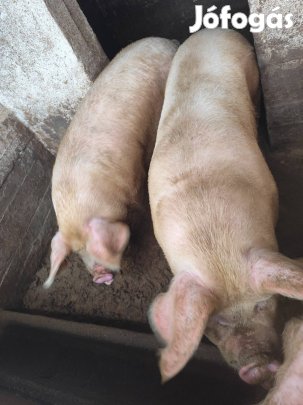 Hízó eladó nőstény