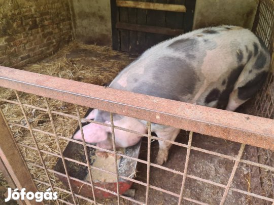 Hízó és és szilveszteri malacok eladók!