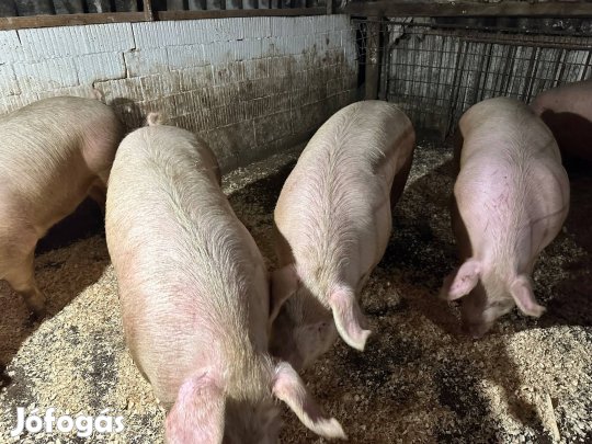 Hízó hízók eladóak