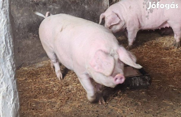 Hízó(koca) eladó