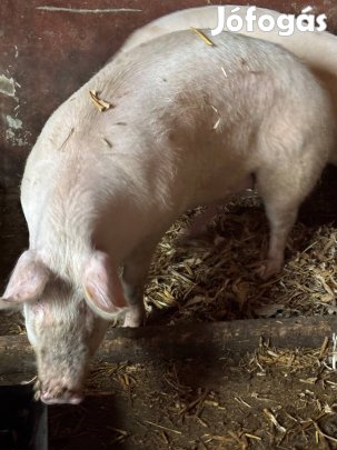 Hízó koca eladó