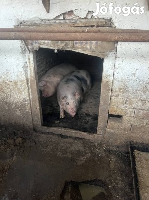 Hízó malac eladó