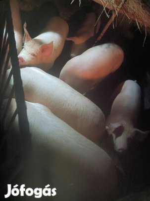 Hízó nagy fehér lapály keverék