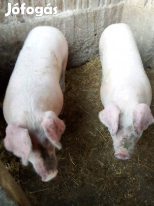 Hízó páros eladó 