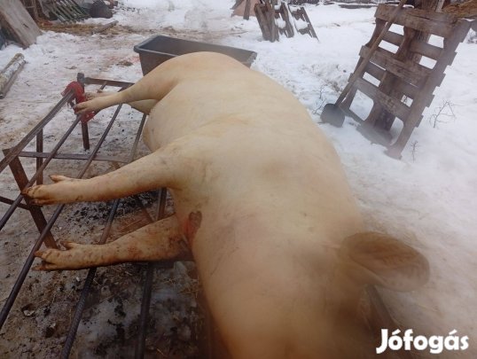Hizó perzselt hasitott