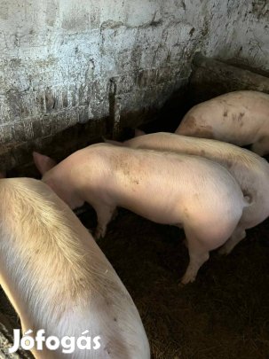 Hízó sertés 