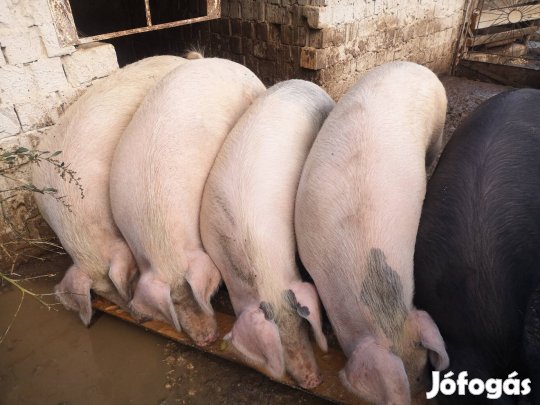 Hízó sertés 