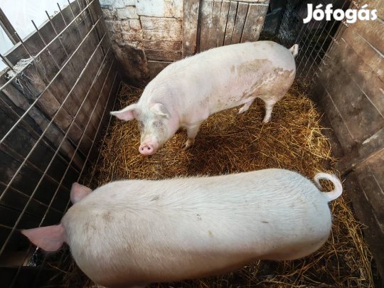 Hízó sertés, csüngőhasú 