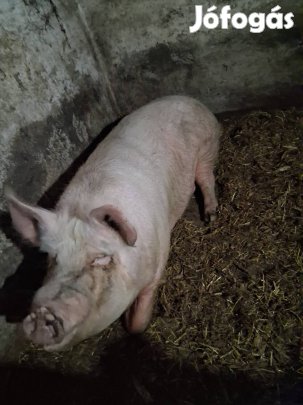Hizó sertés ,hizó disznó 300 kg