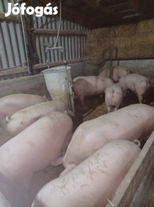 Hízó sertés disznó