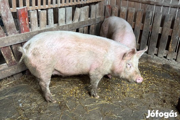 Hízó sertés eladó
