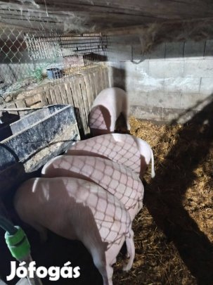 Hízó sertés eladó