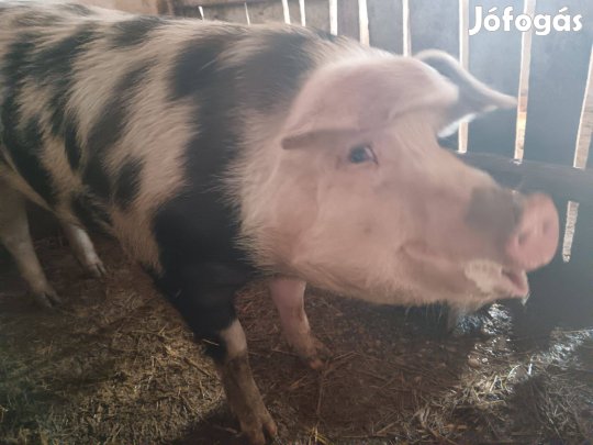 Hízó sertés eladó