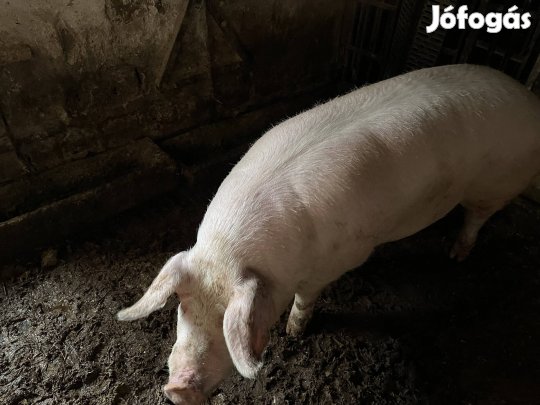 Hízó sertés eladó