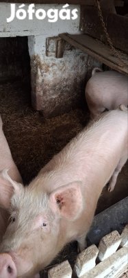 Hízó sertés eladó