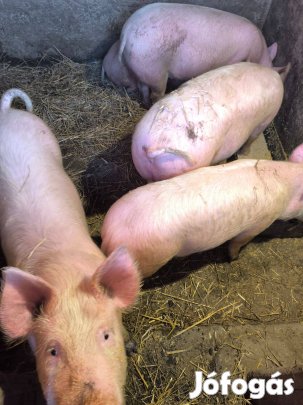 Hízó sertés eladó