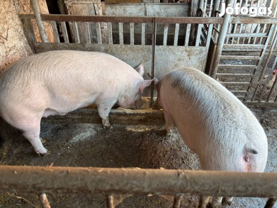 Hízó sertés eladó