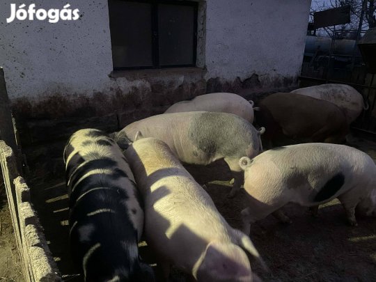 Hízó sertés eladó