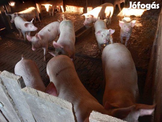 Hízó sertés eladó!