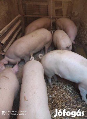 Hízó sertés eladó!