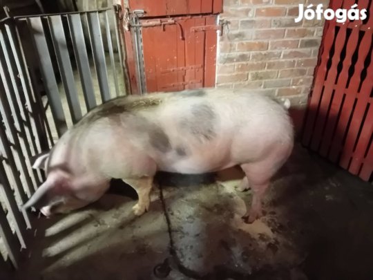 Hízó sertés eladó!