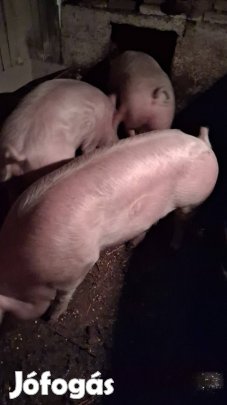 Hízó sertés eladó.