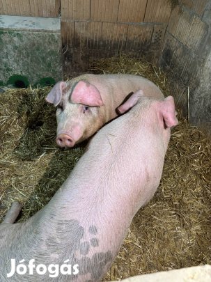 Hízó sertés eladó 