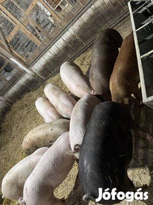 Hízó sertés eladó 