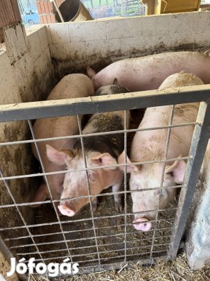 Hízó sertés eladó 