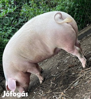 Hízó sertés eladó 