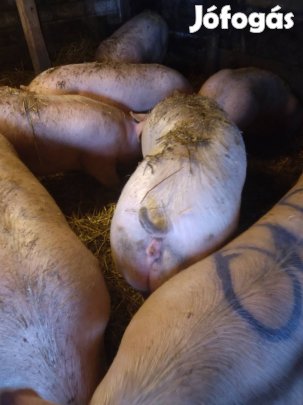 Hízó sertés eladó.