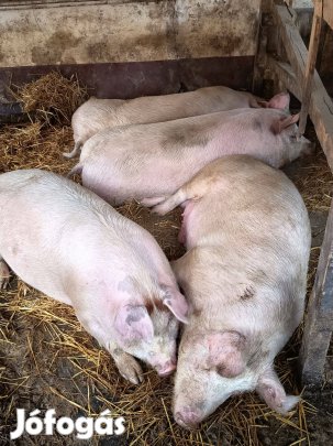 Hízó sertés eladó élve vagy hasítva