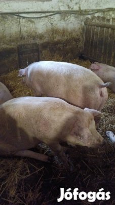 Hízó sertés eladó vagy cserélhető.