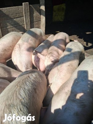 Hizó sertés,hizó disznó 80-110 kg
