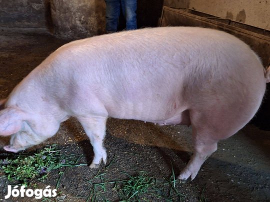 Hízó sertés hús típúsú