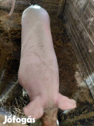 Hízó sertés koca