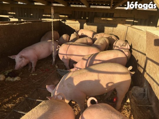 Hízó,sertés,mangalica,berkshire