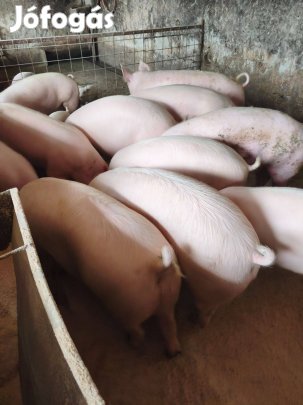 Hízó sertés több db Pápán