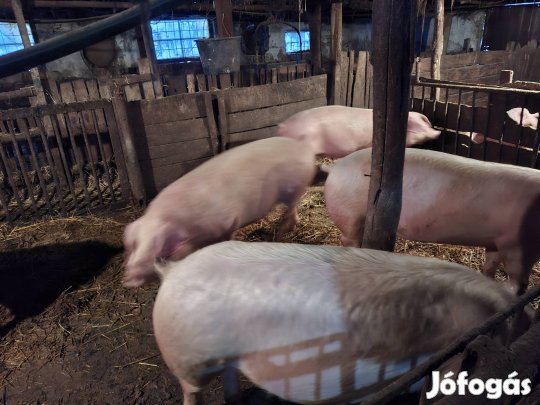 Hízó sertések