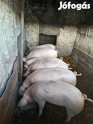 Hízó sertések eladók